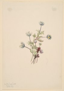 海葵 (Anemone drummondii) 作者 玛丽·沃克斯·沃尔科特