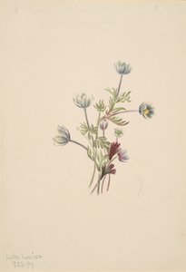 Anemone drummondii, 1907. 作者 玛丽·沃克斯·沃尔科特