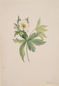 Anemone canadensis, 1907. 作者 玛丽·沃克斯·沃尔科特