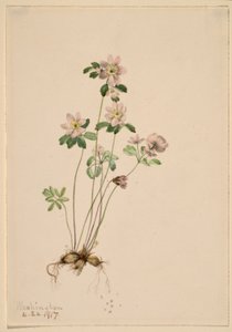 鳗鲡（Syndesmon thalictroides） 作者 玛丽·沃克斯·沃尔科特