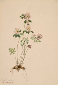 Anemonella Syndesmon thalictroides, 1917. 作者 玛丽·沃克斯·沃尔科特