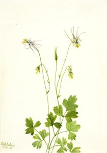 Aquilegia ecalcarata, 1935. 作者 玛丽·沃克斯·沃尔科特