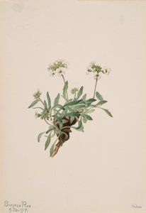 Arabis drummondii，1917年。 作者 玛丽·沃克斯·沃尔科特