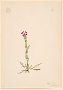 Arabis lyallii, 1916. 作者 玛丽·沃克斯·沃尔科特