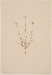 Arenaria formosa, 1904. 作者 玛丽·沃克斯·沃尔科特
