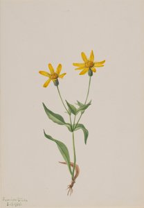 Arnica alpina, 1905. 作者 玛丽·沃克斯·沃尔科特