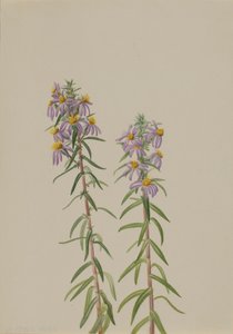 Aster Aster hirariifolius, 1923. 作者 玛丽·沃克斯·沃尔科特