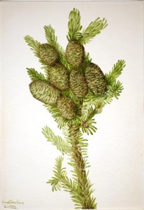香杉 Albies fraseri, 1932. 作者 玛丽·沃克斯·沃尔科特