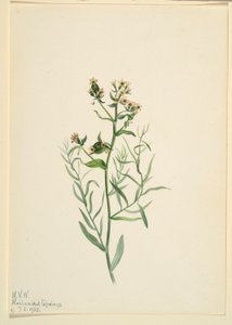 杂种蟾酥（Comandra pallida） 作者 玛丽·沃克斯·沃尔科特