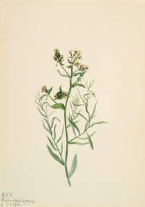 Bastard Toadflax Comandra pallida, 1923. 作者 玛丽·沃克斯·沃尔科特