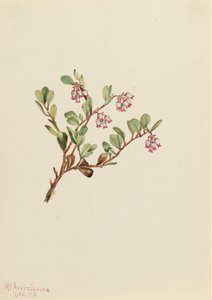 Bearberry Arctostaphylos uva-ursi, 1916. 作者 玛丽·沃克斯·沃尔科特