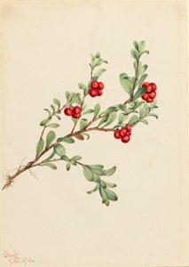 Bearberry Arctostaphylos uva-ursi, 1916. 作者 玛丽·沃克斯·沃尔科特