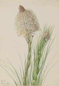 熊草 Xerophyllum tenax，1924。 作者 玛丽·沃克斯·沃尔科特