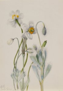 Bearpoppy Arctomecon merriami, 1935. 作者 玛丽·沃克斯·沃尔科特