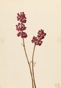 美人莓（Callicarpa americana） 作者 玛丽·沃克斯·沃尔科特
