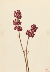 美丽的浆果Callicarpa americana，1923。 作者 玛丽·沃克斯·沃尔科特
