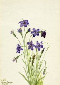 铃铛花Campanula，1935年。 作者 玛丽·沃克斯·沃尔科特