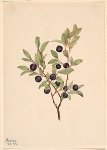 大越橘（Vaccinium membranaceum） 作者 玛丽·沃克斯·沃尔科特