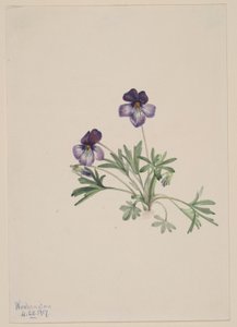 鸟脚紫罗兰（Viola pedata） 作者 玛丽·沃克斯·沃尔科特