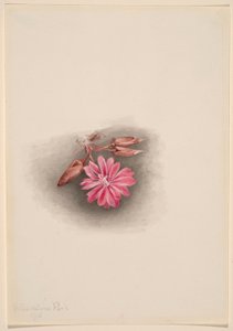 苦菜（Lewisia redivivivia） 作者 玛丽·沃克斯·沃尔科特
