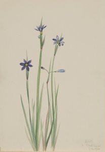 蓝眼草（Sisyrinchium angustifolium） 作者 玛丽·沃克斯·沃尔科特