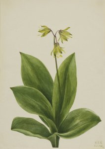 蓝珠Clintonia borealis，1924。 作者 玛丽·沃克斯·沃尔科特