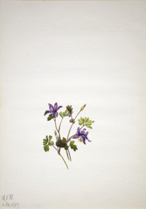 蓝色哥伦布（Aquilegia saximontana） 作者 玛丽·沃克斯·沃尔科特