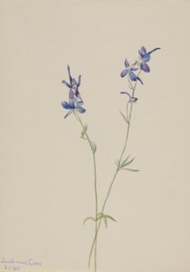 蓝色飞燕草（Delphinium nuttallianum） 作者 玛丽·沃克斯·沃尔科特