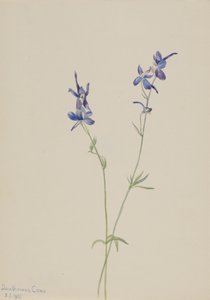 Blue Larkspur Delphinium nuttallianum, 1905. 作者 玛丽·沃克斯·沃尔科特