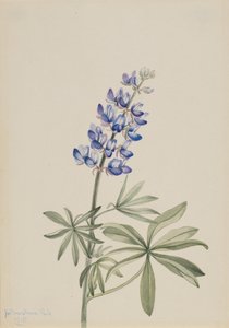 蓝色羽扇豆 Lupinus argenteus, 1915.
