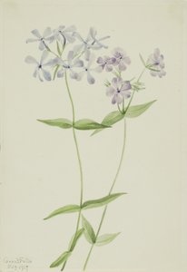 蓝花酢浆草（Phlox divaricata） 作者 玛丽·沃克斯·沃尔科特