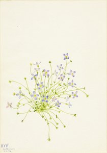 蓝花楹（Houstonia serpyllifolia） 作者 玛丽·沃克斯·沃尔科特
