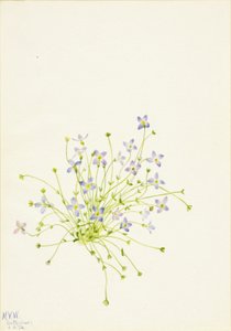 Bluets Houstonia serpyllifolia, 1934. 作者 玛丽·沃克斯·沃尔科特