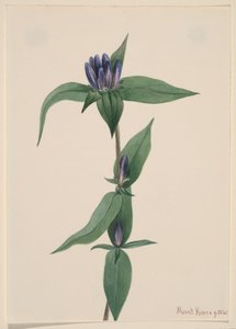 瓶龙胆 Gentiana saponaria, 1905. 作者 玛丽·沃克斯·沃尔科特