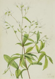 宝曼根（Porteranthus trifoliatus） 作者 玛丽·沃克斯·沃尔科特