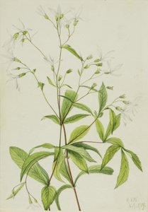 Bowmansroot Porteranthus trifoliatus，1919。 作者 玛丽·沃克斯·沃尔科特