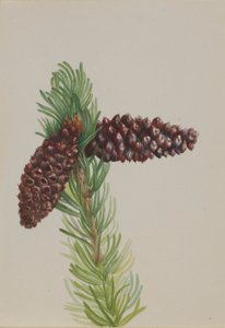 鬃松（Pinus aristata） 作者 玛丽·沃克斯·沃尔科特
