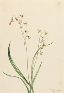 Bronzebells Stenanthium occidentale, 1906. 作者 玛丽·沃克斯·沃尔科特