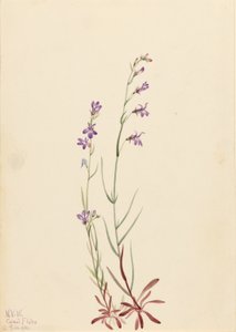 小溪龙舌兰（Lobelia kalmii） 作者 玛丽·沃克斯·沃尔科特