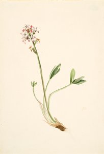 Buckbean Menyanthes trifoliata, ca. 1900-1920. 作者 玛丽·沃克斯·沃尔科特