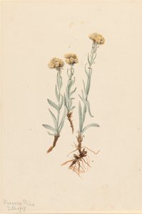 Buff Pussytoes Antennaria luzuloides, 1917. 作者 玛丽·沃克斯·沃尔科特