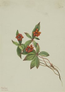 山茱萸 作者 玛丽·沃克斯·沃尔科特