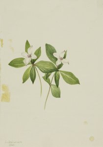 Bunchberry Cornus canadensis, 1902. 作者 玛丽·沃克斯·沃尔科特