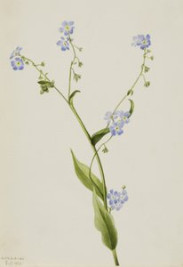 Bur-forget-me-not Lappula diffusa, 1903. 作者 玛丽·沃克斯·沃尔科特