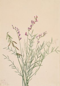 Burgess Milkvetch Astragalus bourgovii, 1922. 作者 Mary Vaux Walcott