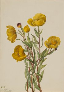 簕杜鹃（Dendromecon rigidum） 作者 玛丽·沃克斯·沃尔科特
