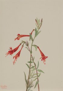 加州凤仙花（Zauschneria californica） 作者 玛丽·沃克斯·沃尔科特