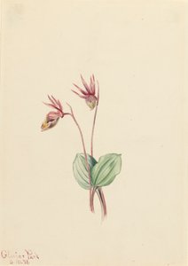 Calypso Cytherea bulbosa, 1916. 作者 玛丽·沃克斯·沃尔科特