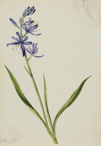 骆驼（Quamasia quamash） 作者 玛丽·沃克斯·沃尔科特