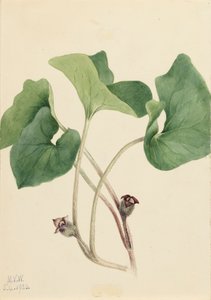 加拿大野姜 Asarum canadense, 1920. 作者 玛丽·沃克斯·沃尔科特